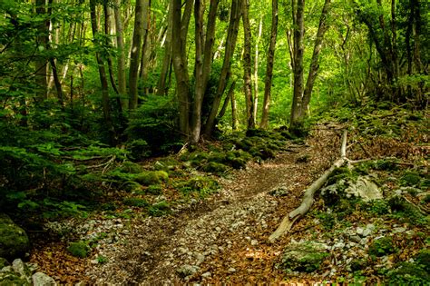 Fondos de pantalla fotografía naturaleza al aire libre Árboles