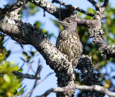 Knysna Woodpecker Campethera Notata Buckham Birding