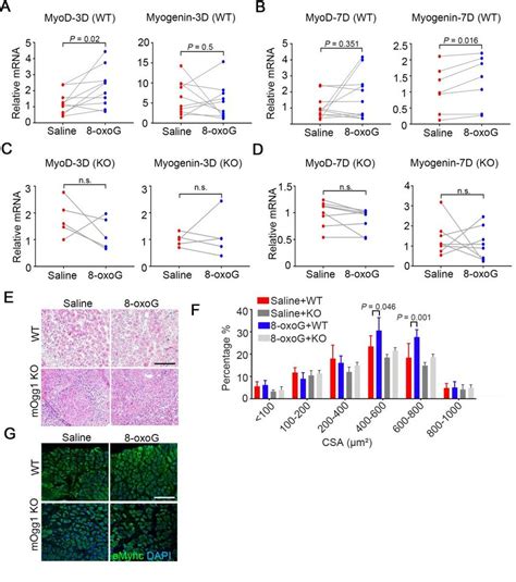 Exogenously Administrated 8 OxoG Base Promotes Regeneration Of Injured