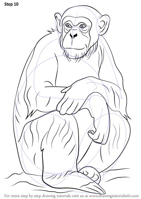 Chimp Drawing Easy Chimpanzee Draw Step Drawing Drawingtutorials101 Tutorials - asapmaid