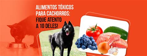 10 alimentos tóxicos para cachorros veja quais são