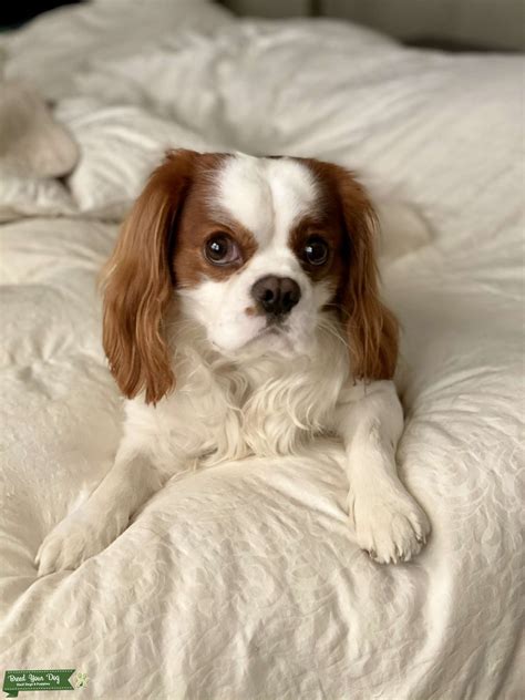 Cavalier King Charles Spaniel Stud - Stud Dog in Kentucky, United States | Breed Your Dog
