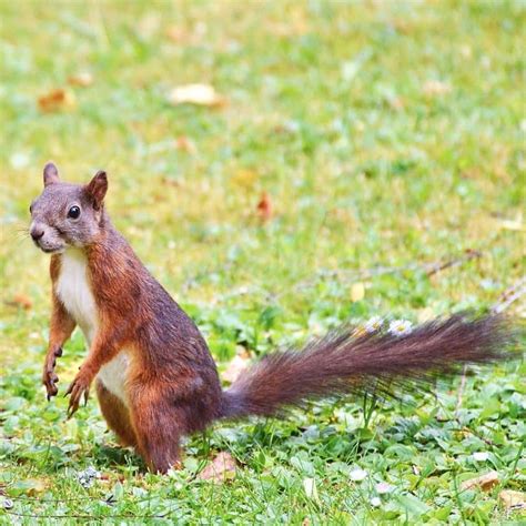Knaagdieren Dierenwiki Knaagdieren
