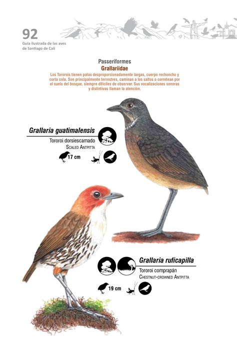 Gu A Ilustrada De Las Aves De Santiago De Cali By Naturaleza Creativa