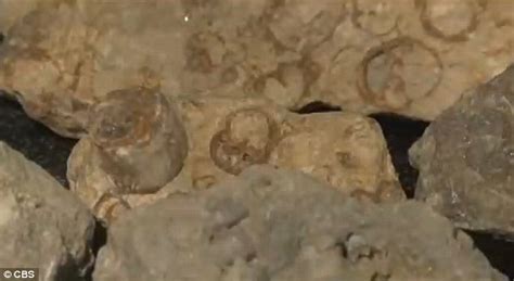 Texan Creationist Finds Marine Snail Fossils From Noahs Flood In His