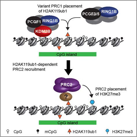 Variant Prc1 Complex Dependent H2a Ubiquitylation Drives Prc2 Recruitment And Polycomb Domain