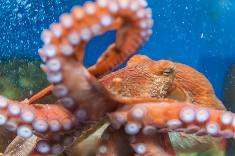 The Curious Traits Of An Octopus How Do They Experience The World Discover Magazine