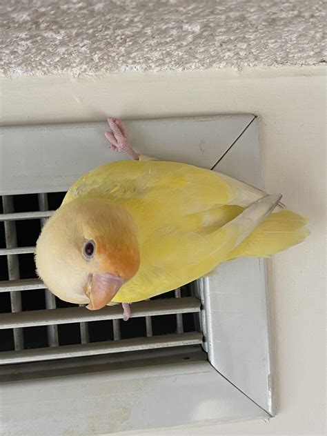 is it normal lovebird stressed fast 5