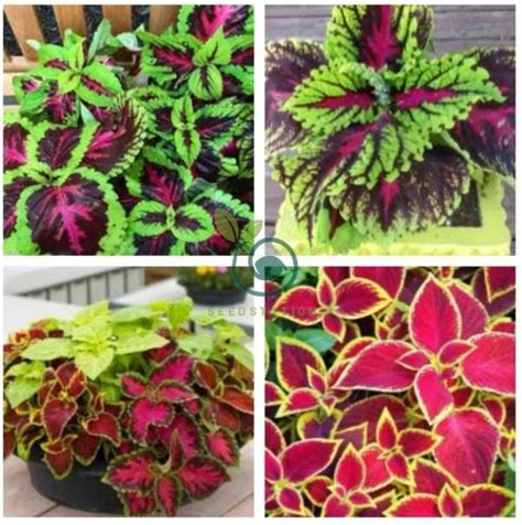 Rare Coleus Blumei Rainbow Mix Color 200 Seeds