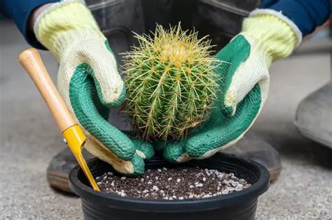 C Mo Trasplantar Un Cactus Sin Pincharte Aplica Este Truco Y Evita Las