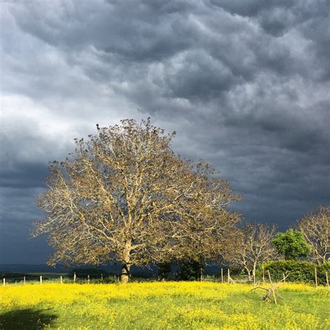 Gambar Pemandangan Pohon Alam Horison Awan Menanam Langit Bidang Padang Rumput Sinar