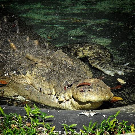 Крокодилы (Crocodylia)