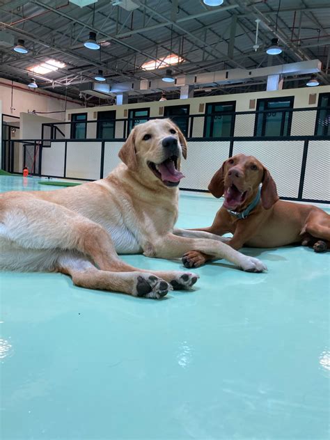 Why Should You Consider Pet Insurance? Top Benefits