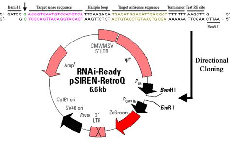 Figure C21 Sirna Oligonucleotide Sequence Design And Construction