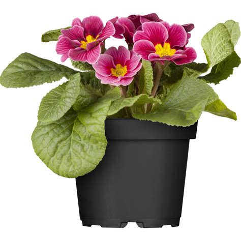 Kissen Primel Rosa Topf Ø ca 11 cm Primula acaulis kaufen bei OBI