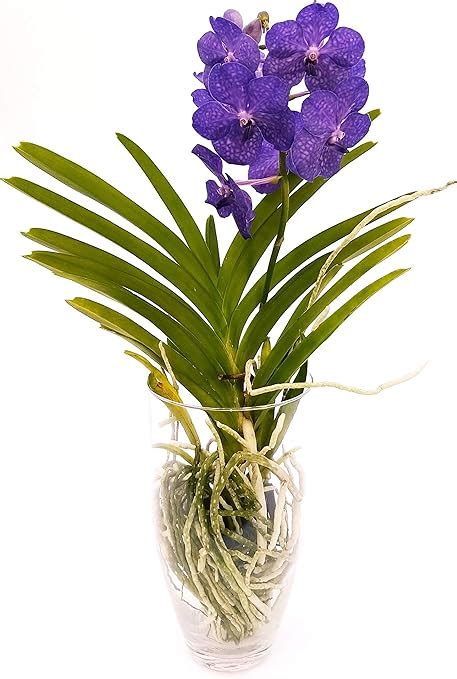 Powers To Flowers Orchidea Wanda Blu In Vaso Vetro Pianta Vera