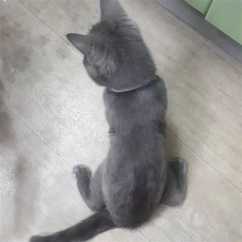 Fedya - The Unique Looking Cat With An Adoptive Father Cat