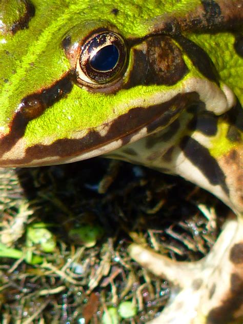 Ingyenes képek béka kétéltű fauna gerinces makró 3865x2024