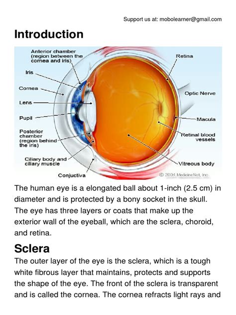 Anatomy of The Eye PDF | PDF | Human Eye | Visual System