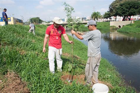 Prefeitura Realiza Plantio De árvores às Margens Do Rio Sorocaba Para