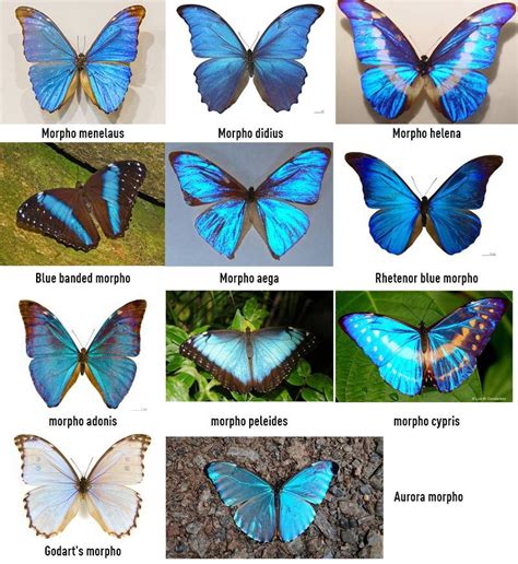 9 Blue Morpho Butterfly Facts - the Gorgeous Species with Short Life ...