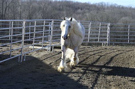 Yellowstone The Most Beautiful And Safest Horse