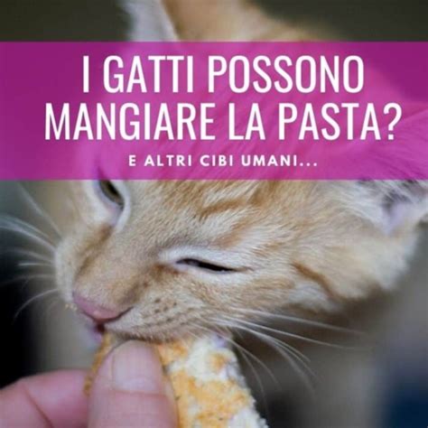 Il Latte Fa Male Ai Gatti MicioGatto It