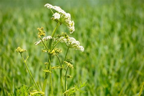 Wald Wiesenkräuter Essbare Wildkräuter erkennen Wildkräuter