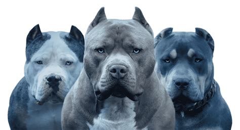 XL Pitbulls & XL Bullies Puppies. Blue Nose Pits - Monster Bully Kennels