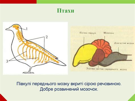Нервова система, її значення і розвиток у різних тварин - презентация ...
