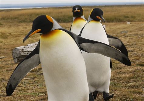 The King Penguins of Tierra del Fuego - Swoop Patagonia's Blog