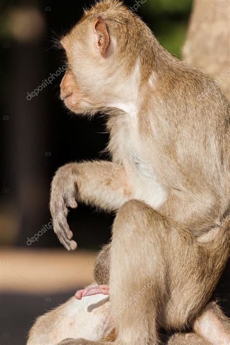 Un mono rhesus con un pene erecto fotografía de stock zaschnaus