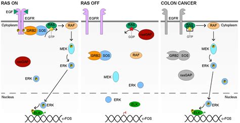 The RAS MAPK Signaling Pathway In The RAS ON State Left EGF Binds