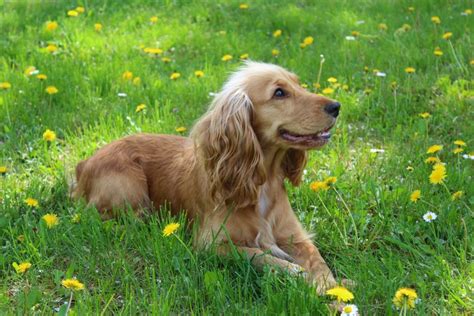 Cocker Spaniel Inglés Características Carácter Y Cuidados