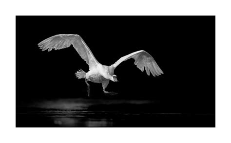 Cygne Tubercul En Noir Et Blanc Ii