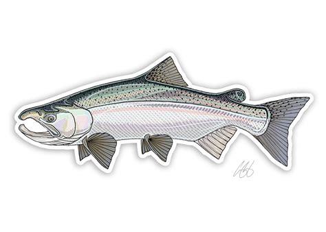 Coho Salmon Decal Casey Underwood Artwork And Design