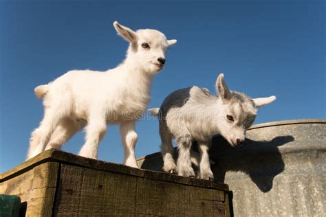 Two Baby Pygmy Goats Stock Photo Image Of Farm Goat 71452514