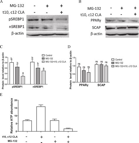 Effect Of Trans Cis Conjugated Linoleic Acid T C Cla On