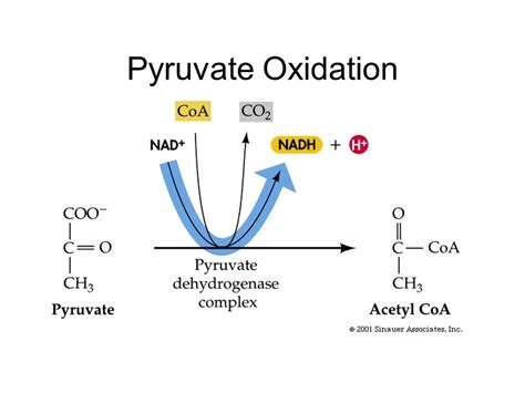 Pyruvate Oxidation And The Krebs Cycle A Level Biology Revision Notes