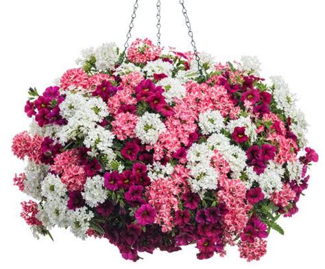 Hanging Flower Baskets 5 Secrets The Pros Use • The Garden Glove