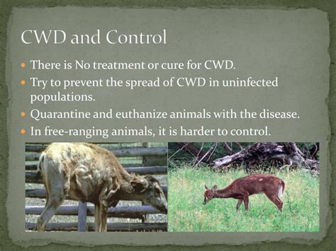 Ppt Chronic Wasting Disease Cwd Powerpoint Presentation Free