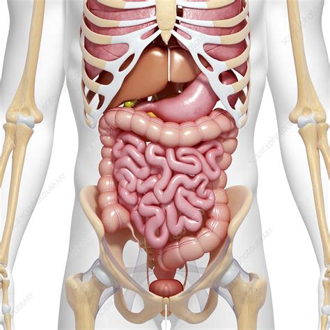 Male anatomy, artwork - Stock Image - F005/9917 - Science Photo Library