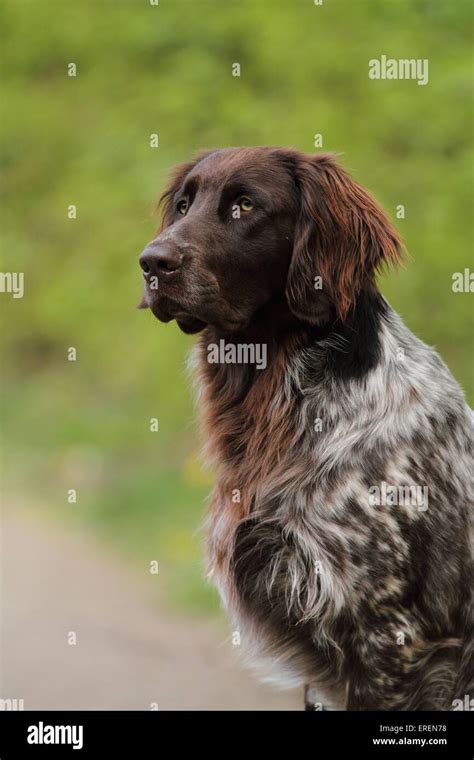 Are German Longhaired Pointers Intelligent Dogs