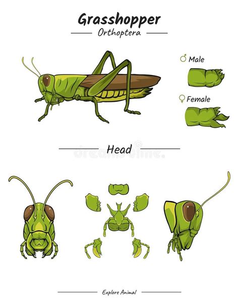 Grasshopper Diagram Stock Illustrations 113 Grasshopper Diagram Stock