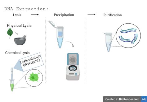 DNA Extraction NC DNA Day Blog