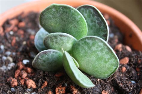 Adromischus maculatus