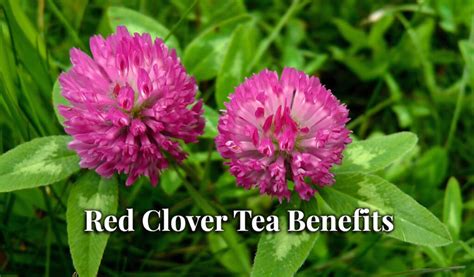 What Are The Key Red Clover Tea Benefits Ultimate Guide And Tips To Follow