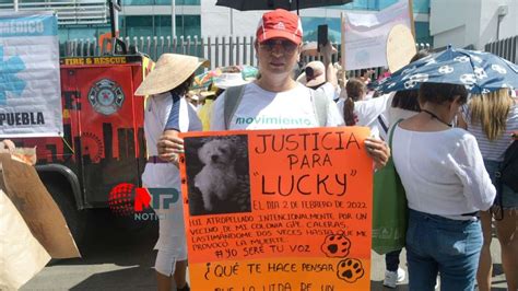 Justicia Para Perros En Puebla Lucky Fue Atropellado Por Vecino