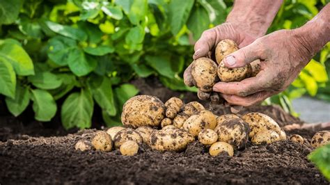 Anleitung Kartoffeln Im Beet Und Topf Pflanzen Ndr De Ratgeber