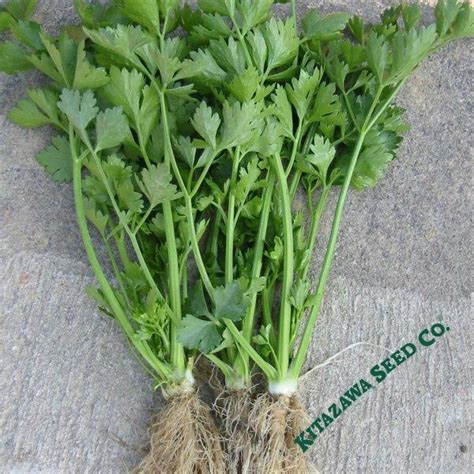 Chinese Kintsai Dark Green Celery Seeds Vegetableseeds Org